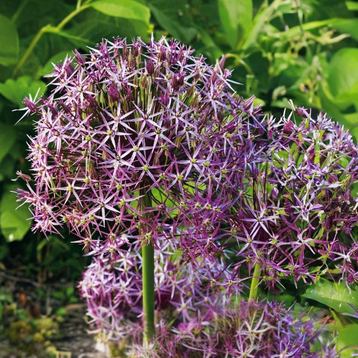 Allium Christophii - 15er Set - Blumenzwiebeln - Lila Zierlauch