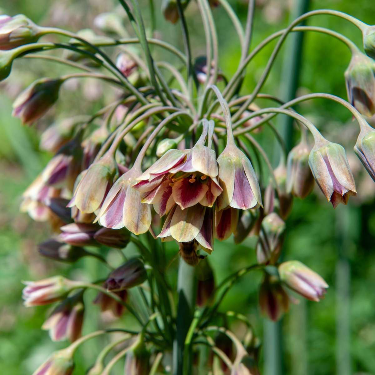 Allium Nectaroscordum Siculum – 30er-Set – Blumenzwiebeln