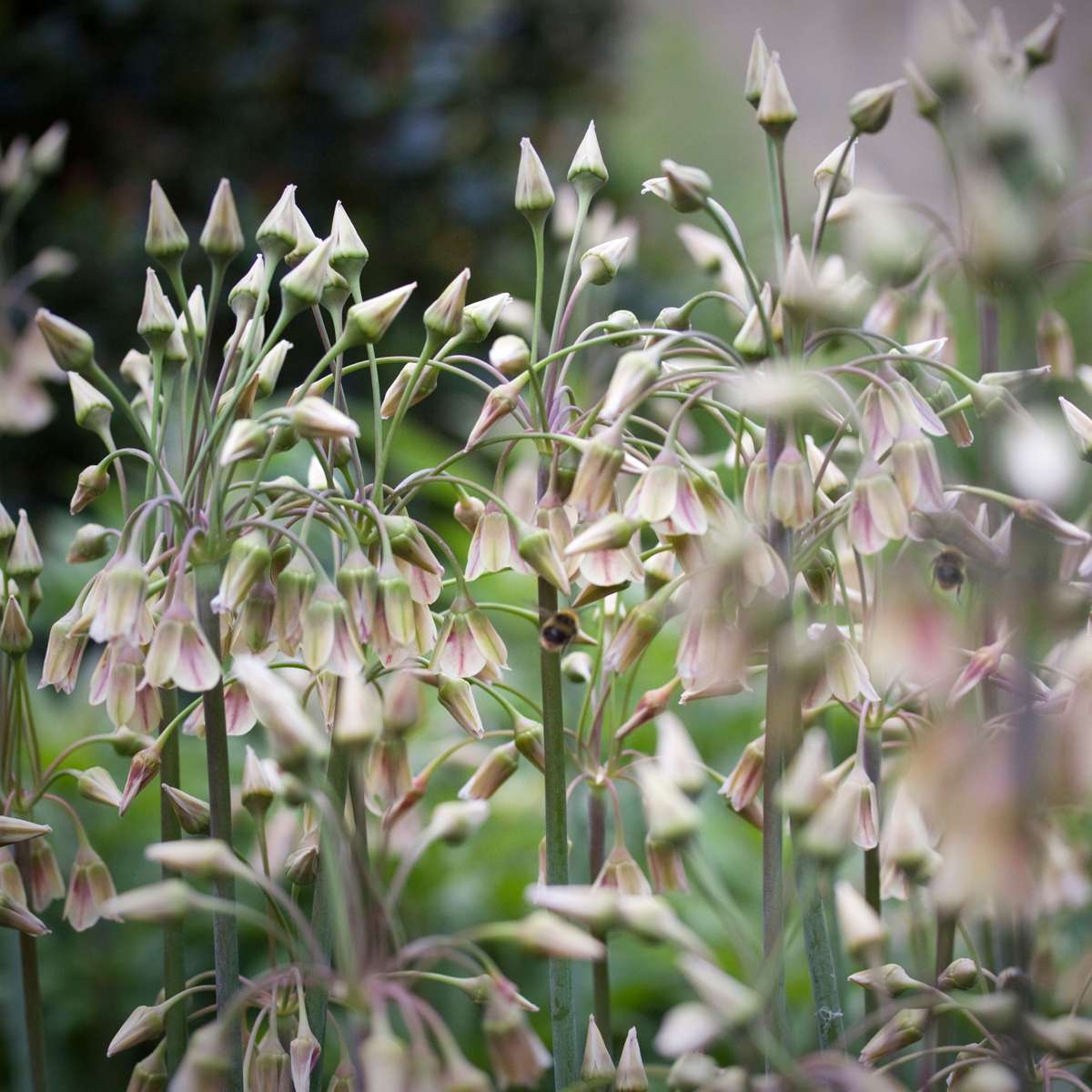 Allium Nectaroscordum Siculum – 30er-Set – Blumenzwiebeln