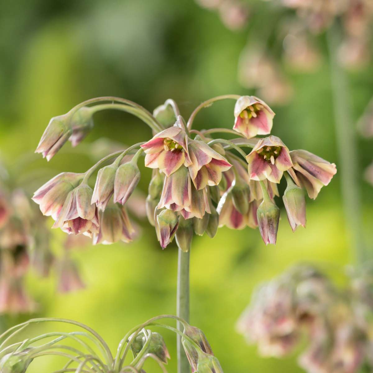 Allium Nectaroscordum Siculum – 30er-Set – Blumenzwiebeln