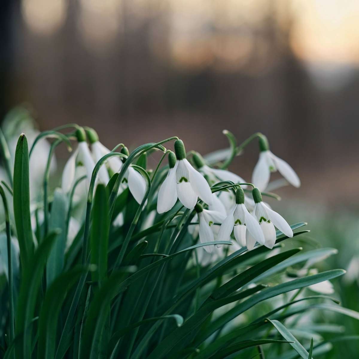 Galanthus Elwesii - Blumenzwiebeln x50 - Schneeglöckchen - Weiß