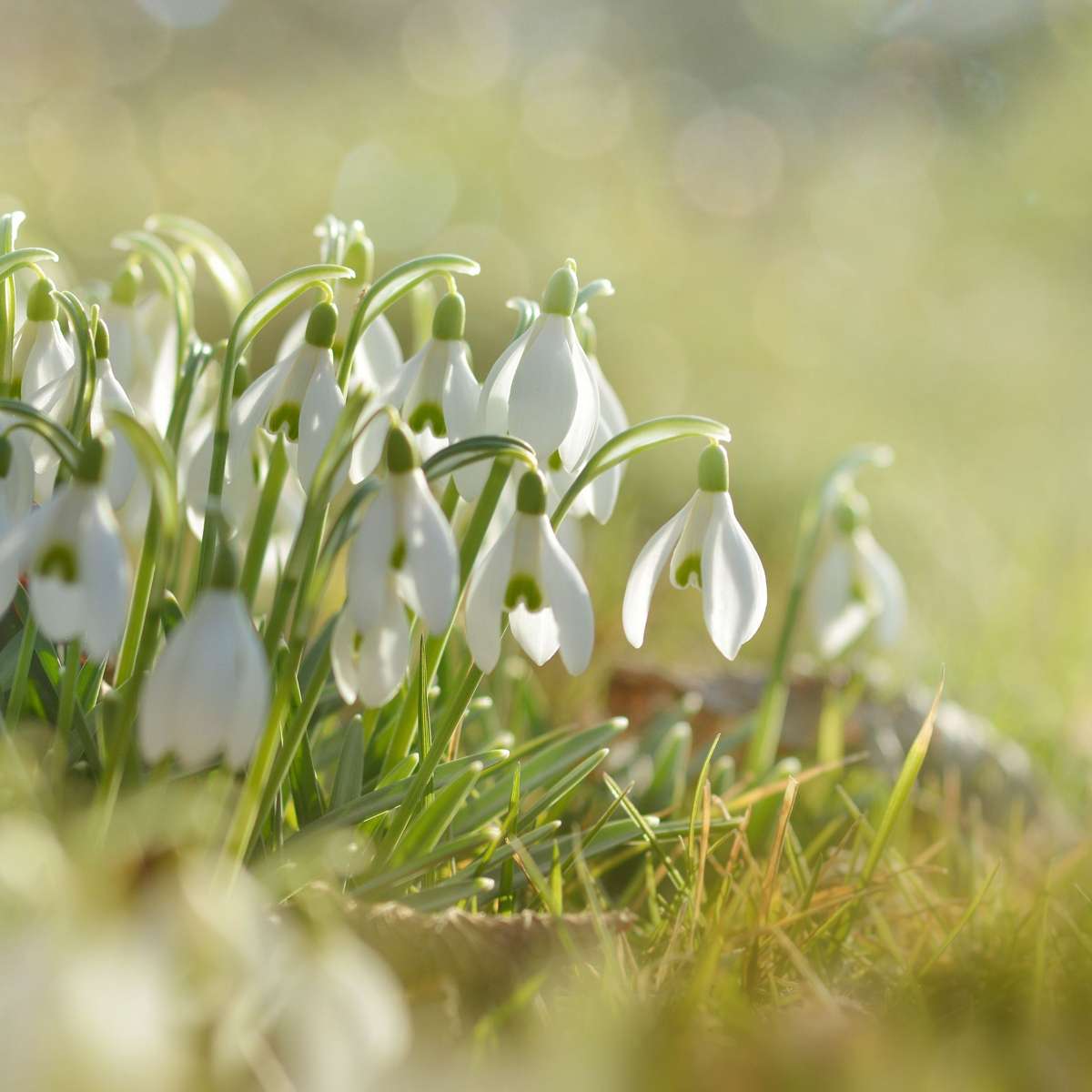 Galanthus Elwesii - Blumenzwiebeln x50 - Schneeglöckchen - Weiß