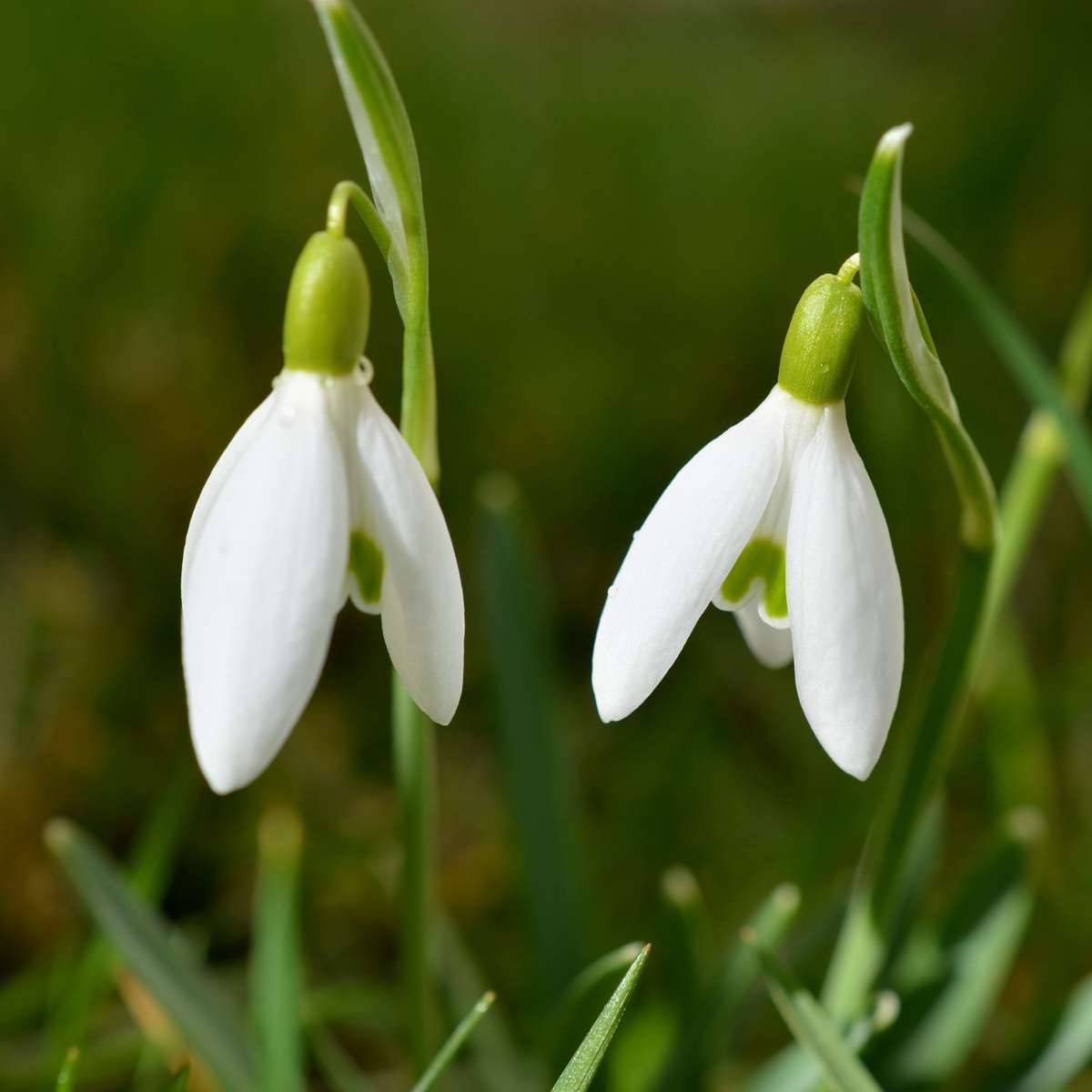 Galanthus Elwesii - Blumenzwiebeln x50 - Schneeglöckchen - Weiß