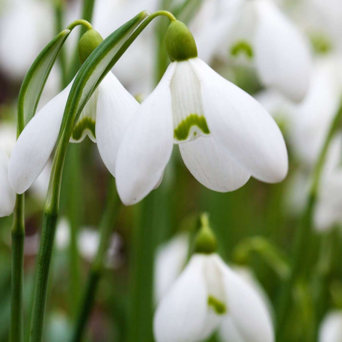 Galanthus Elwesii - Blumenzwiebeln x50 - Schneeglöckchen - Weiß