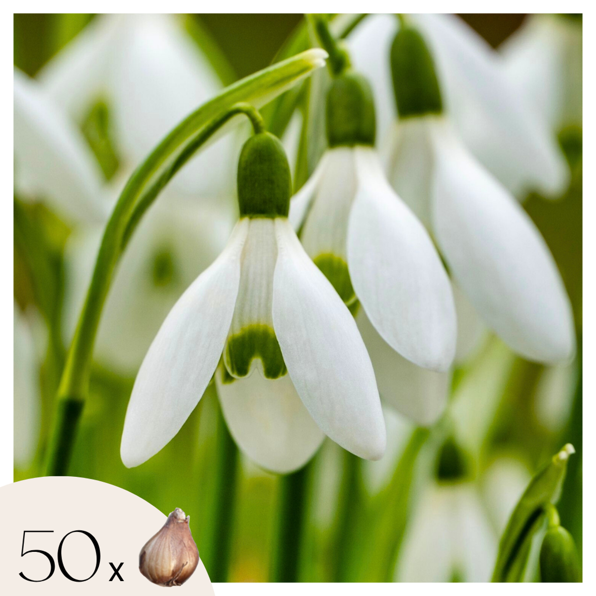 Galanthus Elwesii - Blumenzwiebeln x50 - Schneeglöckchen - Weiß