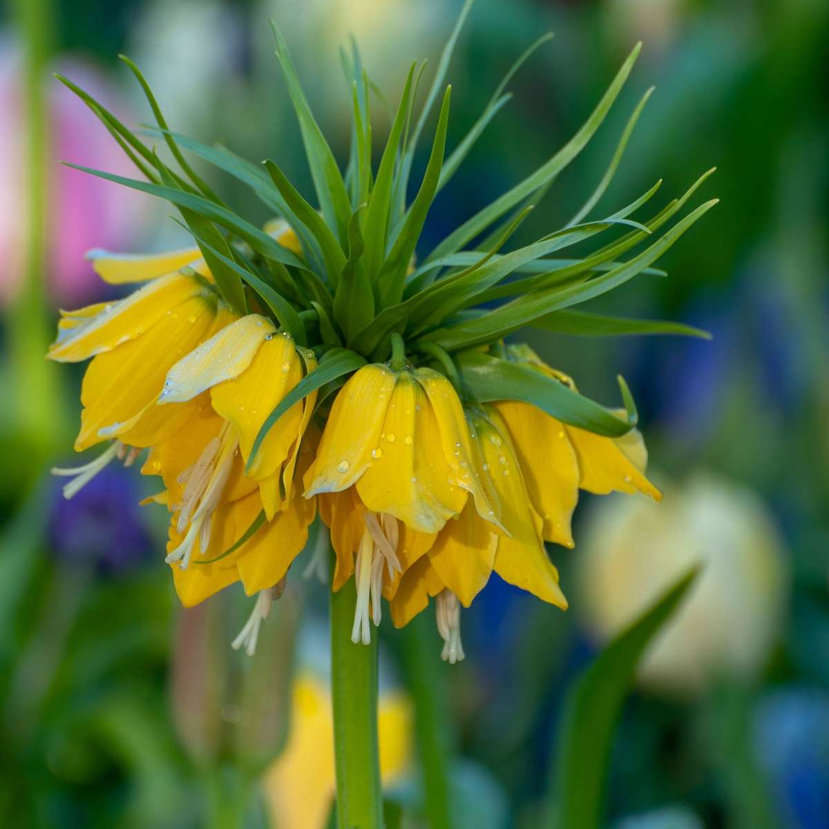 Fritillaria Lutea 'Keizerskroon' - Blumenzwiebeln - 3er-Set