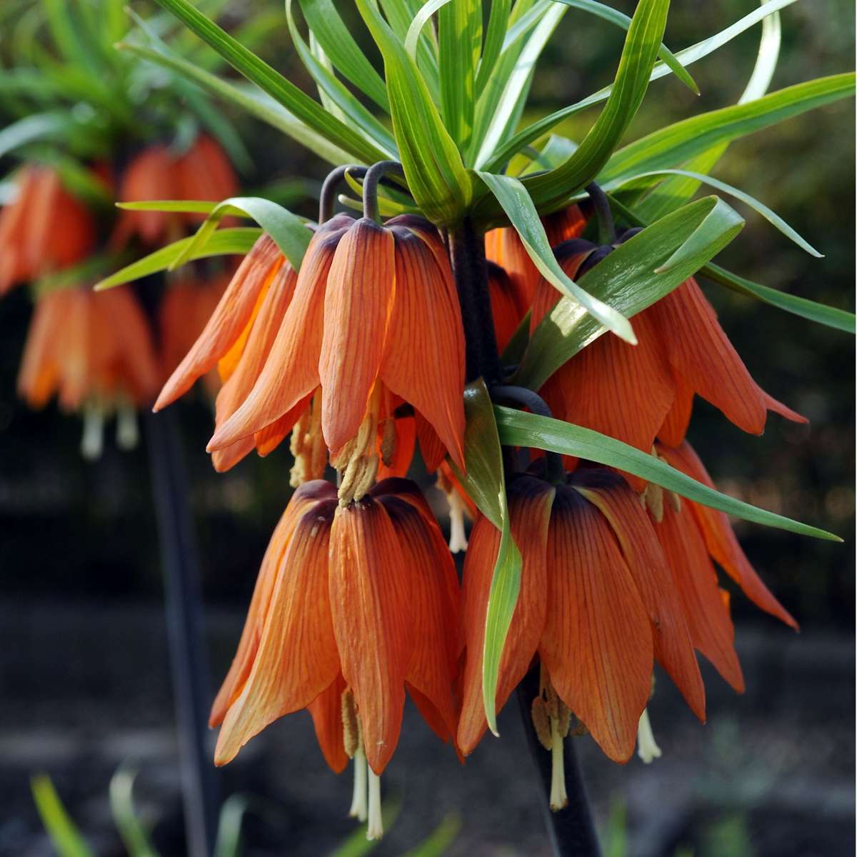 Fritillaria Rubra - 3er Set - Roter Schachbrettblume