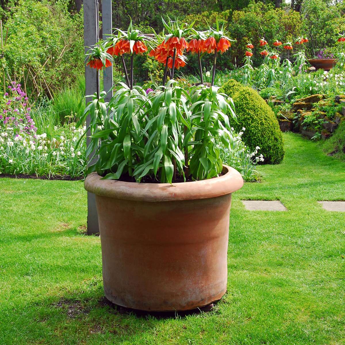 Fritillaria Rubra - 3er Set - Roter Schachbrettblume