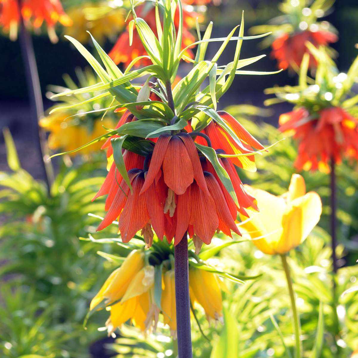 Fritillaria Rubra - 3er Set - Roter Schachbrettblume