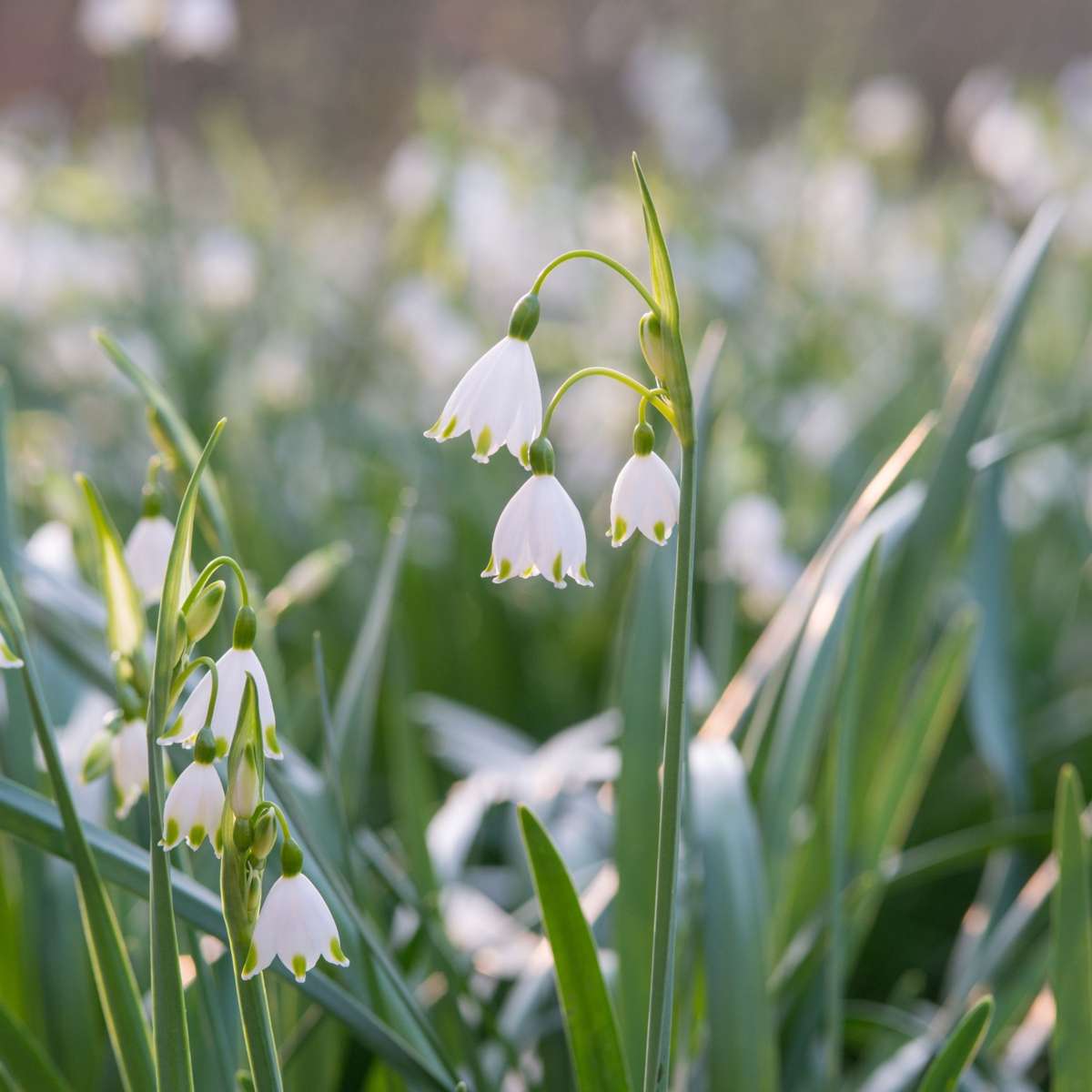 Leucojum Aestivum – x40 – Sommer-Knotenblume – Blumenzwiebeln