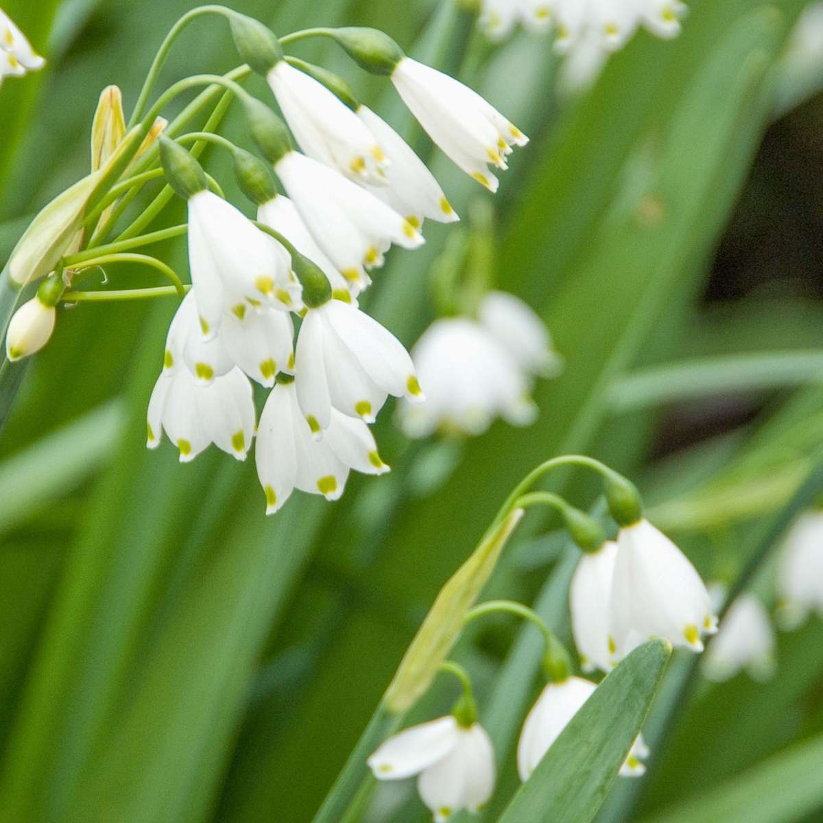 Leucojum Aestivum – x40 – Sommer-Knotenblume – Blumenzwiebeln