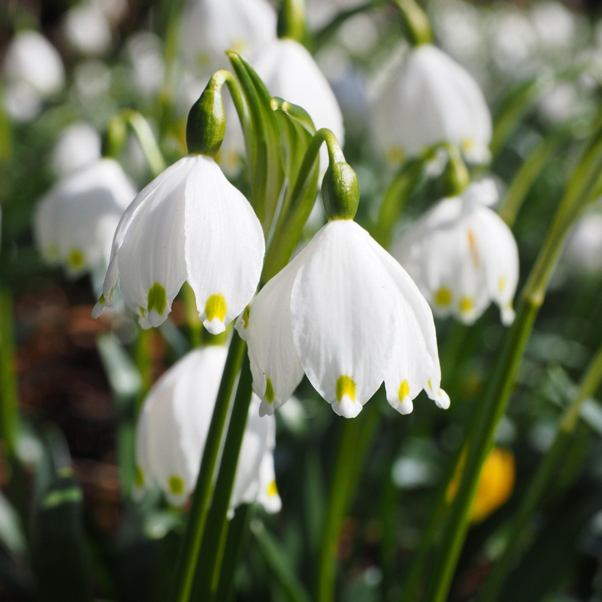 Leucojum Aestivum – x20 – Sommer-Knotenblume – Blumenzwiebeln