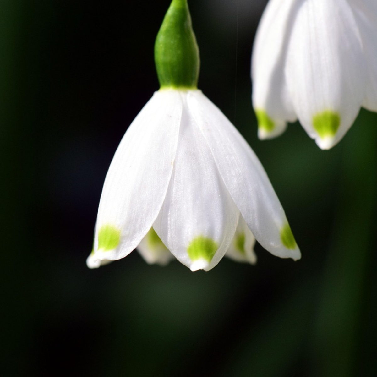 Leucojum Aestivum – x40 – Sommer-Knotenblume – Blumenzwiebeln