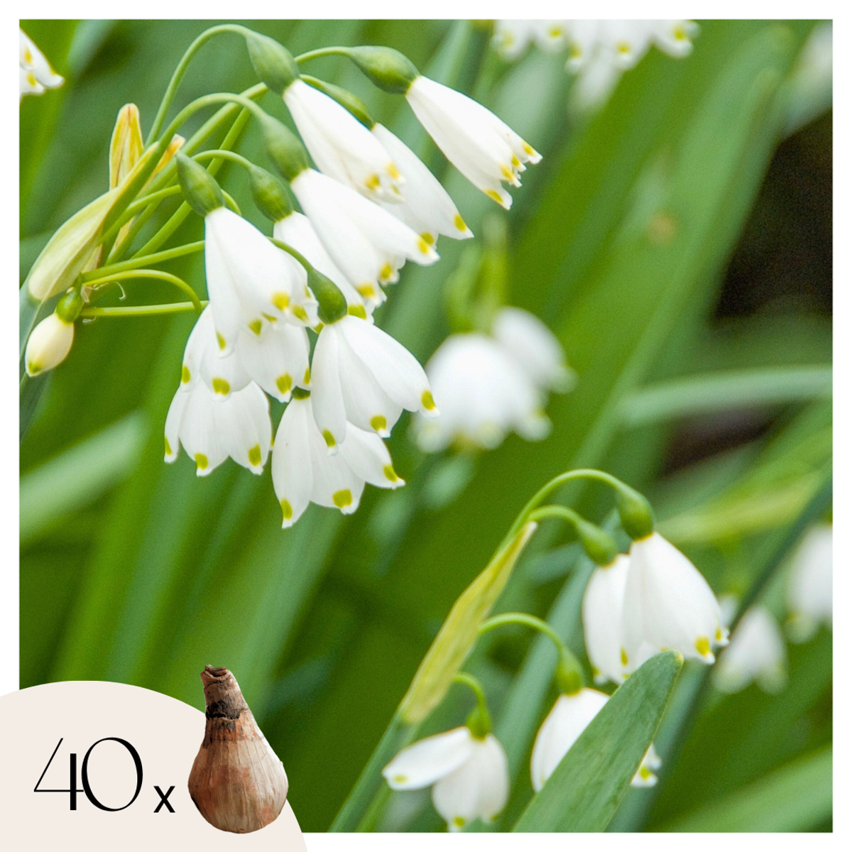 Leucojum Aestivum – x40 – Sommer-Knotenblume – Blumenzwiebeln