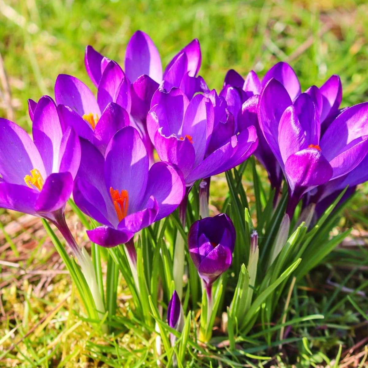 Crocus Ruby Giant - 100er Set - Krokuszwiebeln