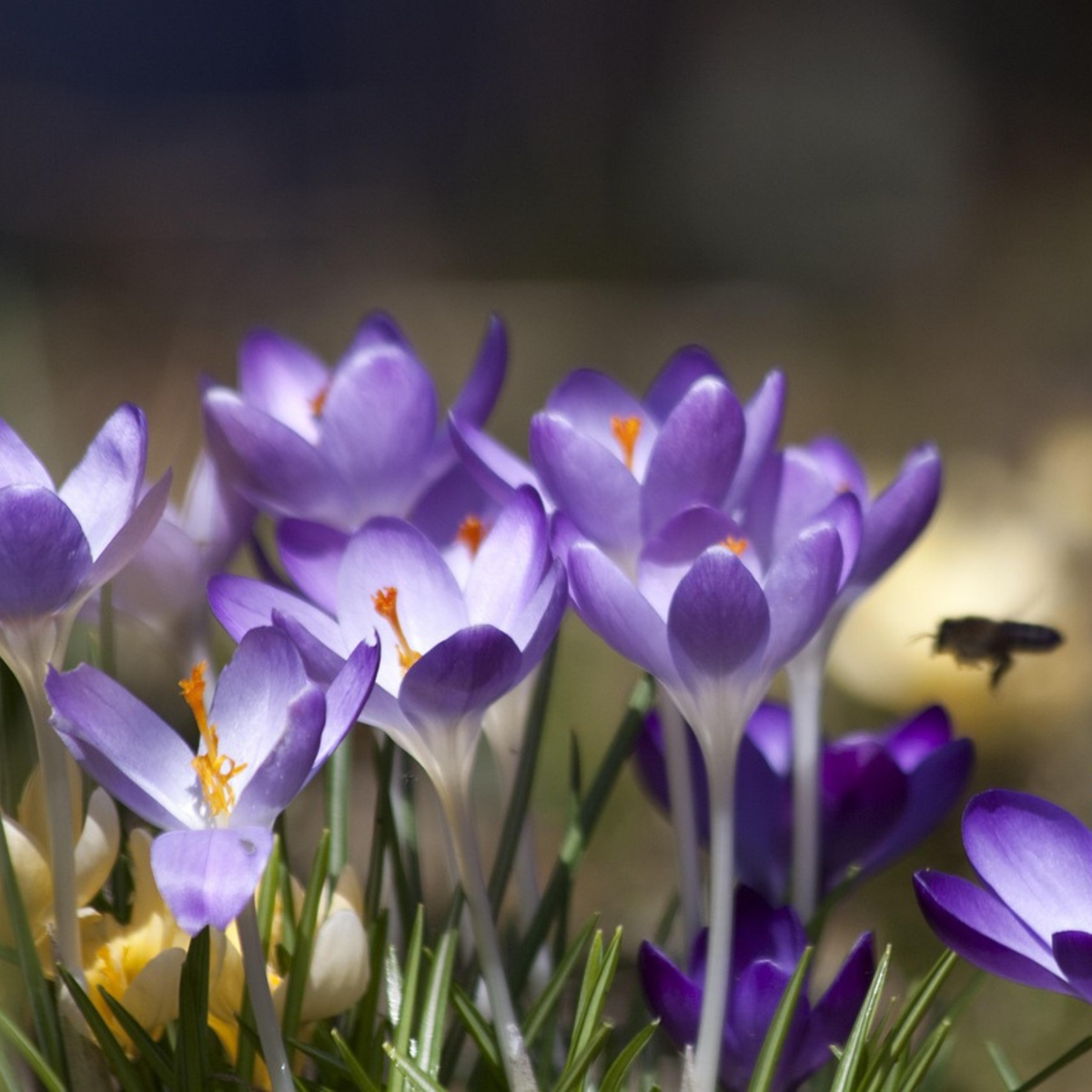 Crocus Ruby Giant - 100er Set - Krokuszwiebeln