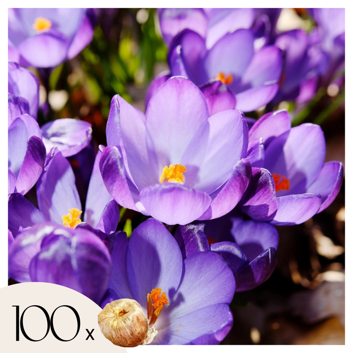 Crocus Ruby Giant - 100er Set - Krokuszwiebeln