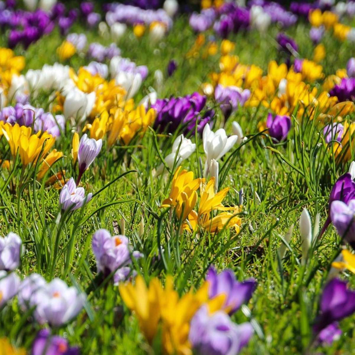 Krokus-Mix - 30er-Set - Blumenzwiebeln