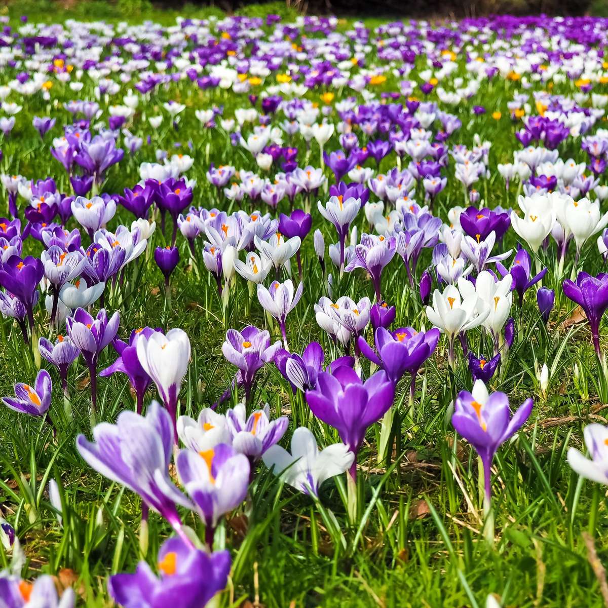 Krokus-Mix - 30er-Set - Blumenzwiebeln