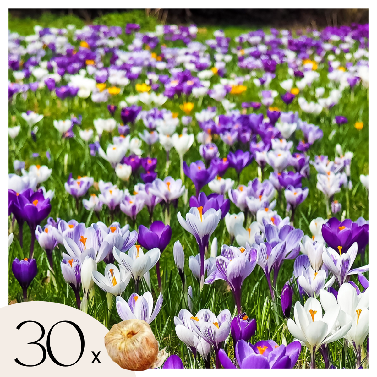 Krokus-Mix - 30er-Set - Blumenzwiebeln