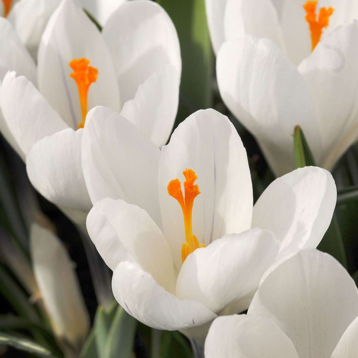 Weißer Krokus - 30er-Set - Blumenzwiebeln