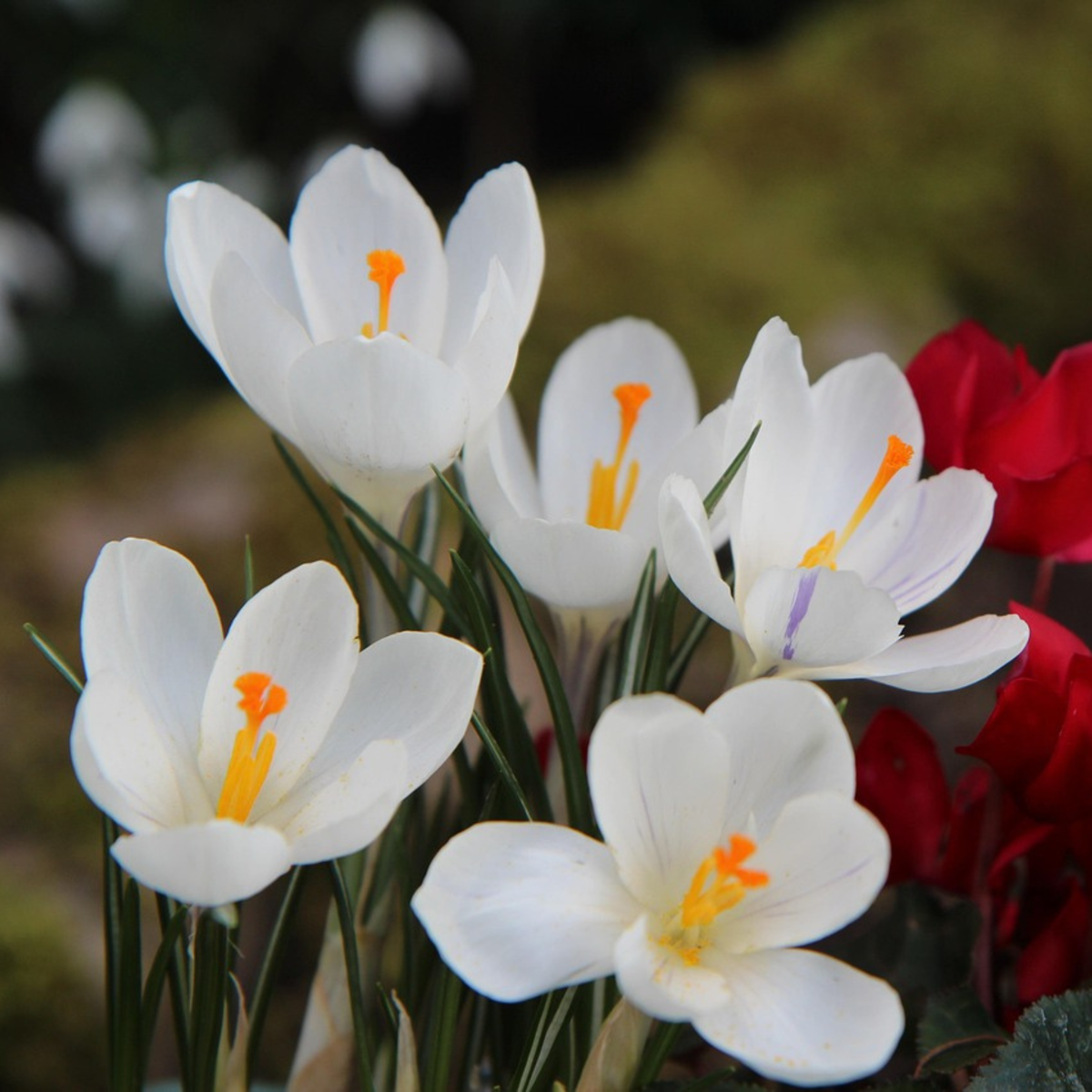 Weißer Krokus - 30er-Set - Blumenzwiebeln