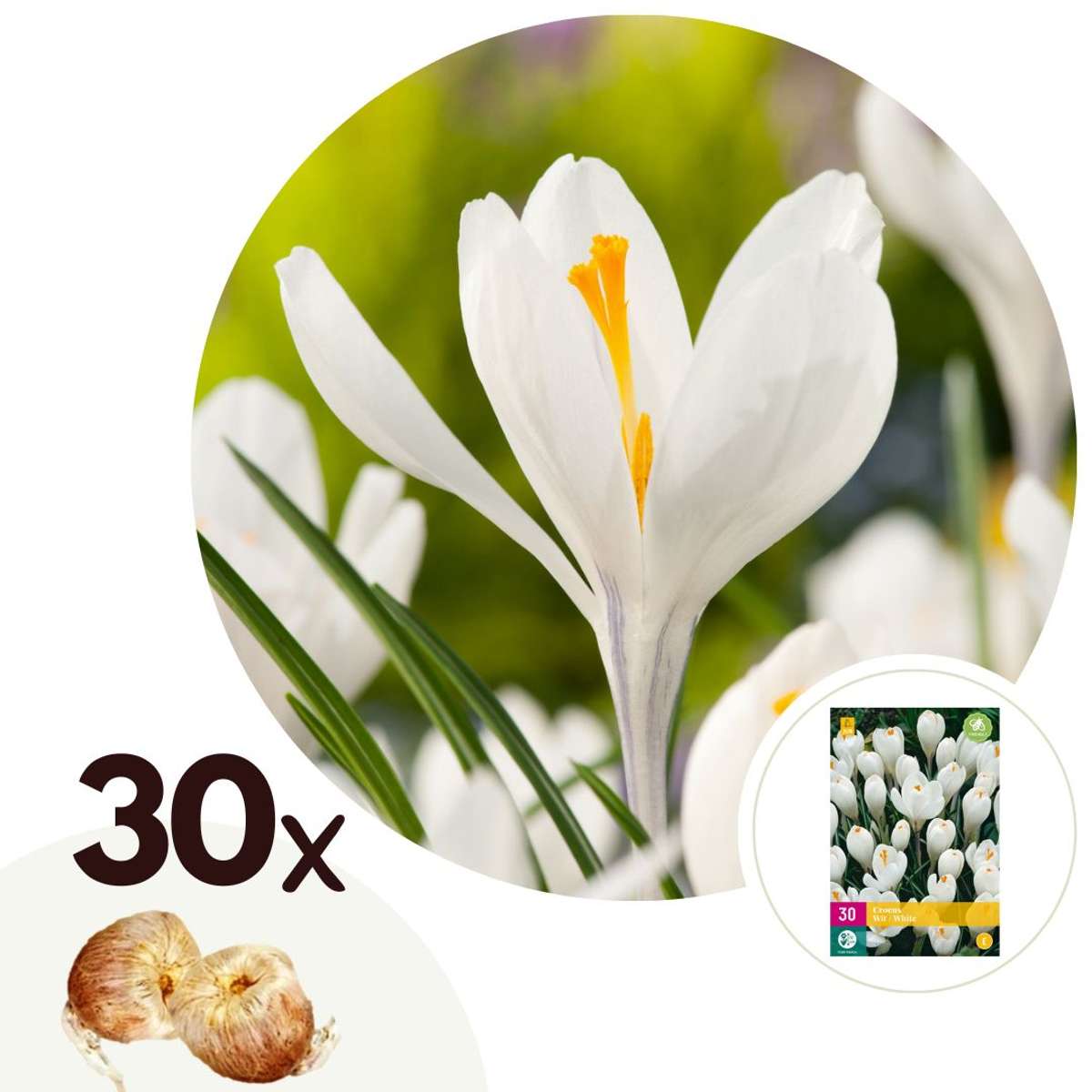 Weißer Krokus - 30er-Set - Blumenzwiebeln