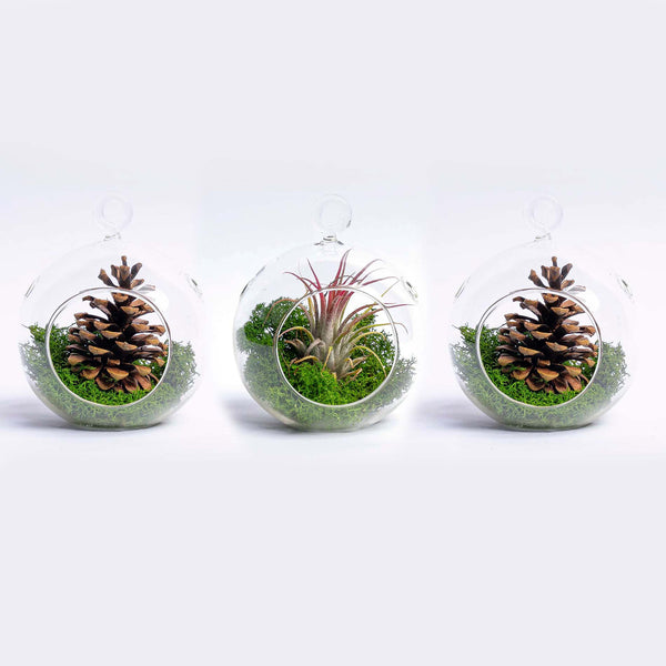 Terrariums als cadeau