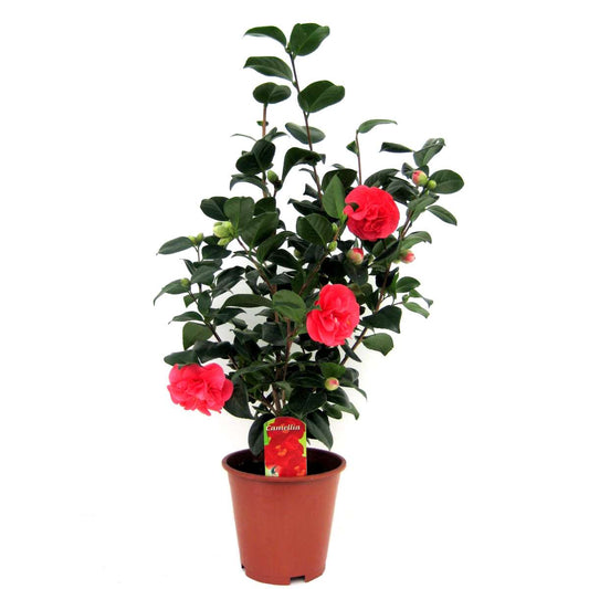 Camellia Japonica - Japanische Rose