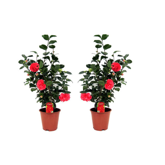 Camellia Japonica - Set van 2 - Japanse roos