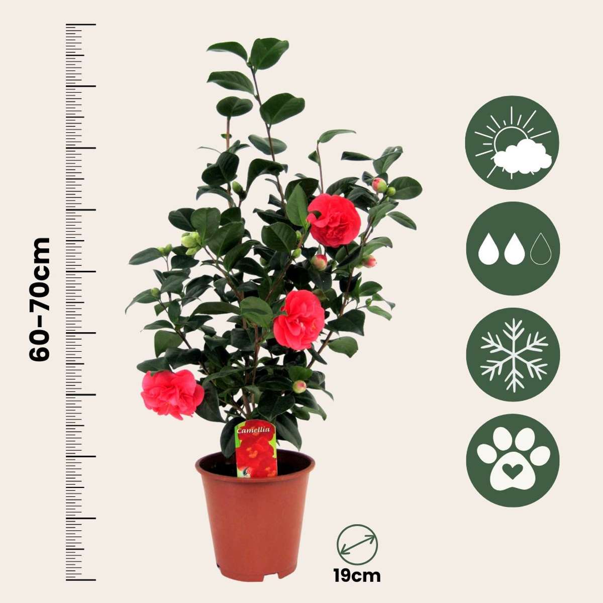 Camellia Japonica - Set van 2 - Japanse roos