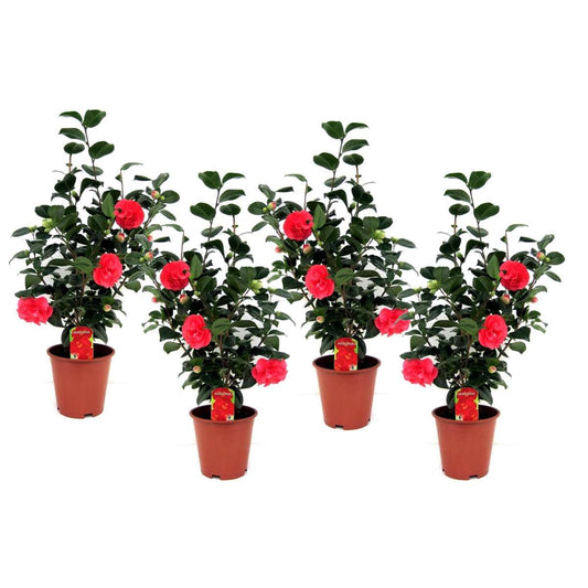 Camellia Japonica - 4er-Set - Japanische Rose