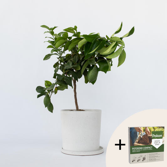 Citrus limon - Zitronenbaum - Mit Blumenerde