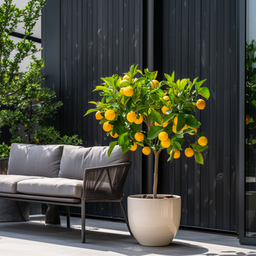 Citrus limon - Zitronenbaum - Mit Blumenerde
