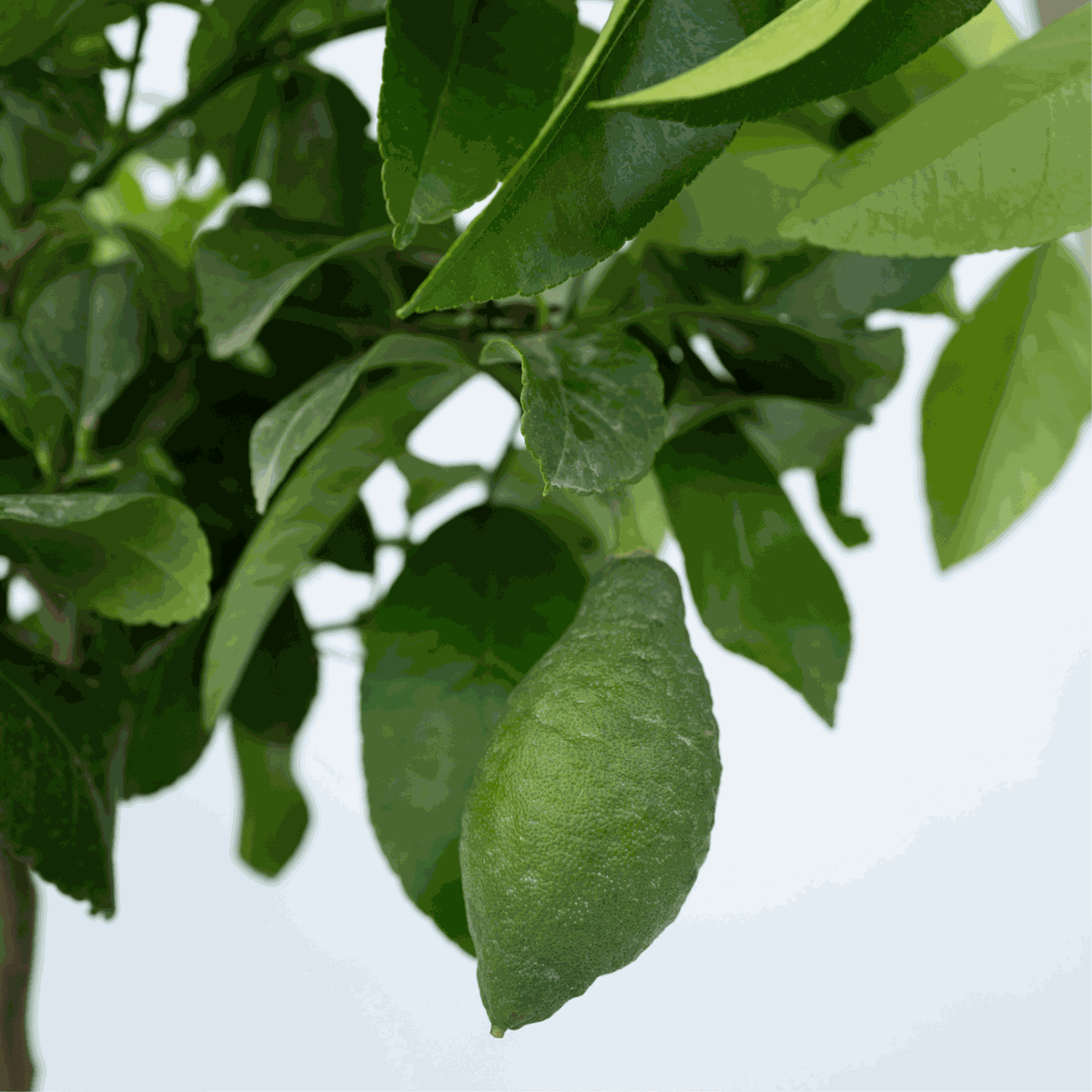 Citrus limon - Zitronenbaum