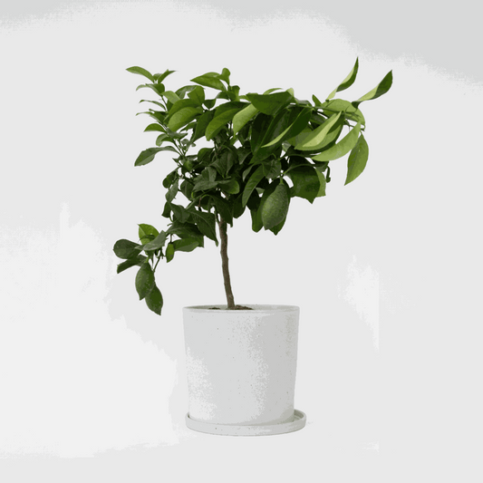 Citrus limon - Zitronenbaum
