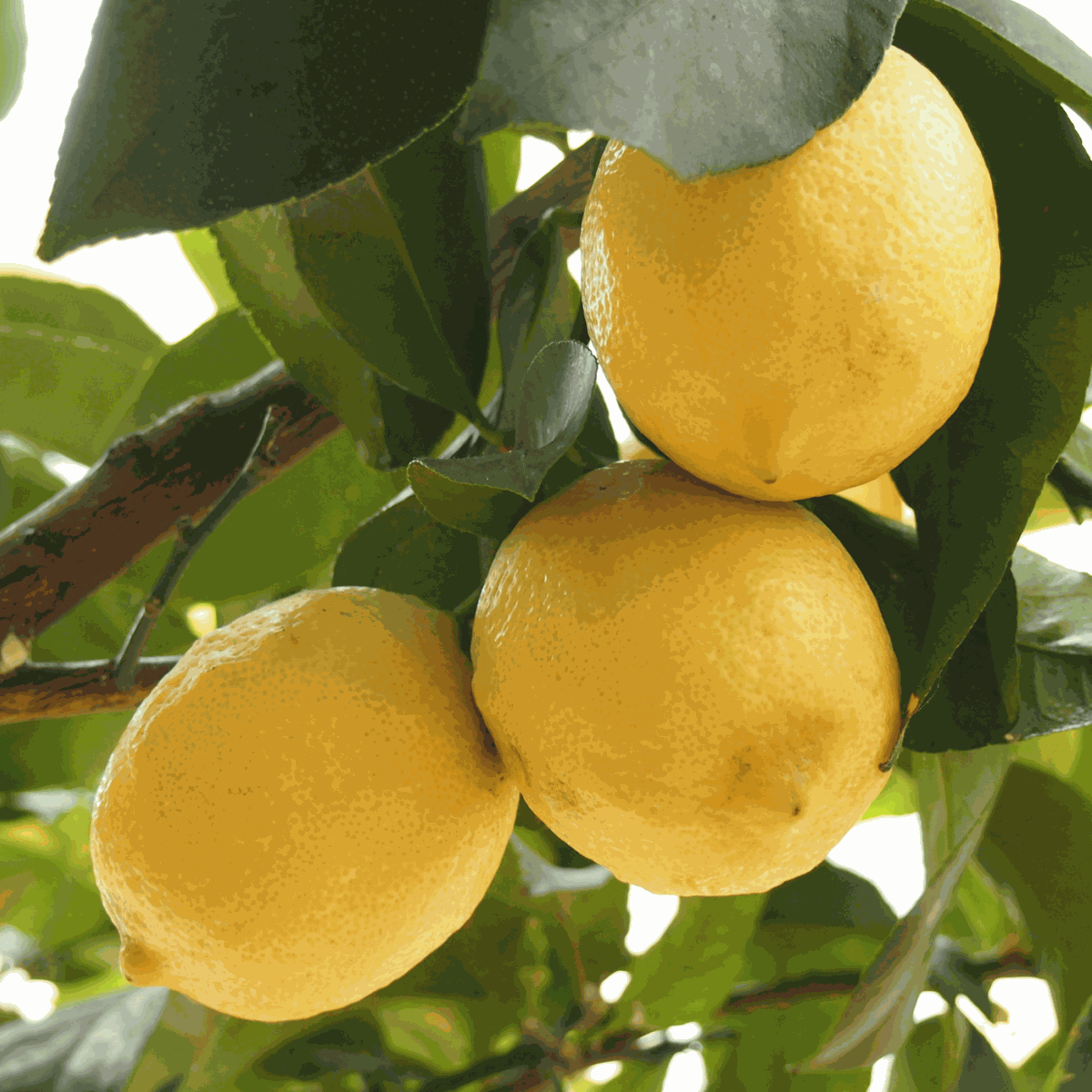 Citrus limon - Zitronenbaum - 2er Set