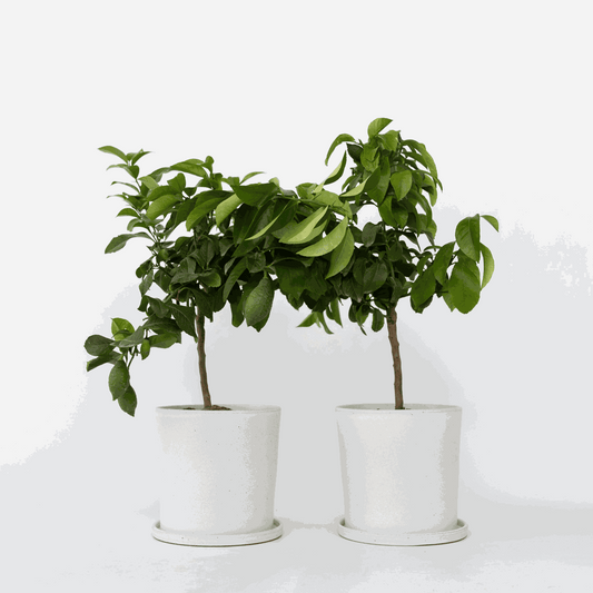 Citrus limon - Zitronenbaum - 2er Set