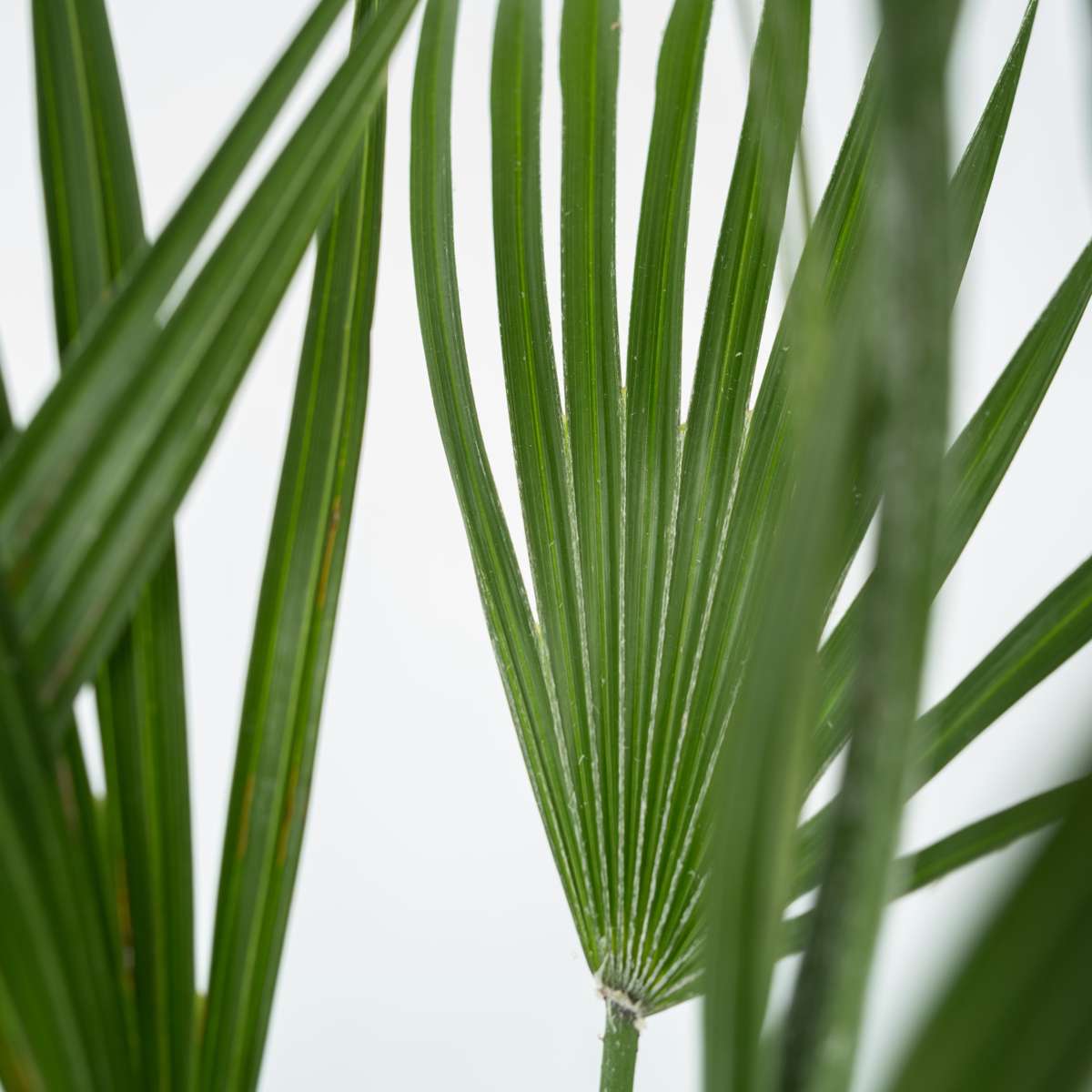 Chamaerops humilis - Europese Dwergpalm