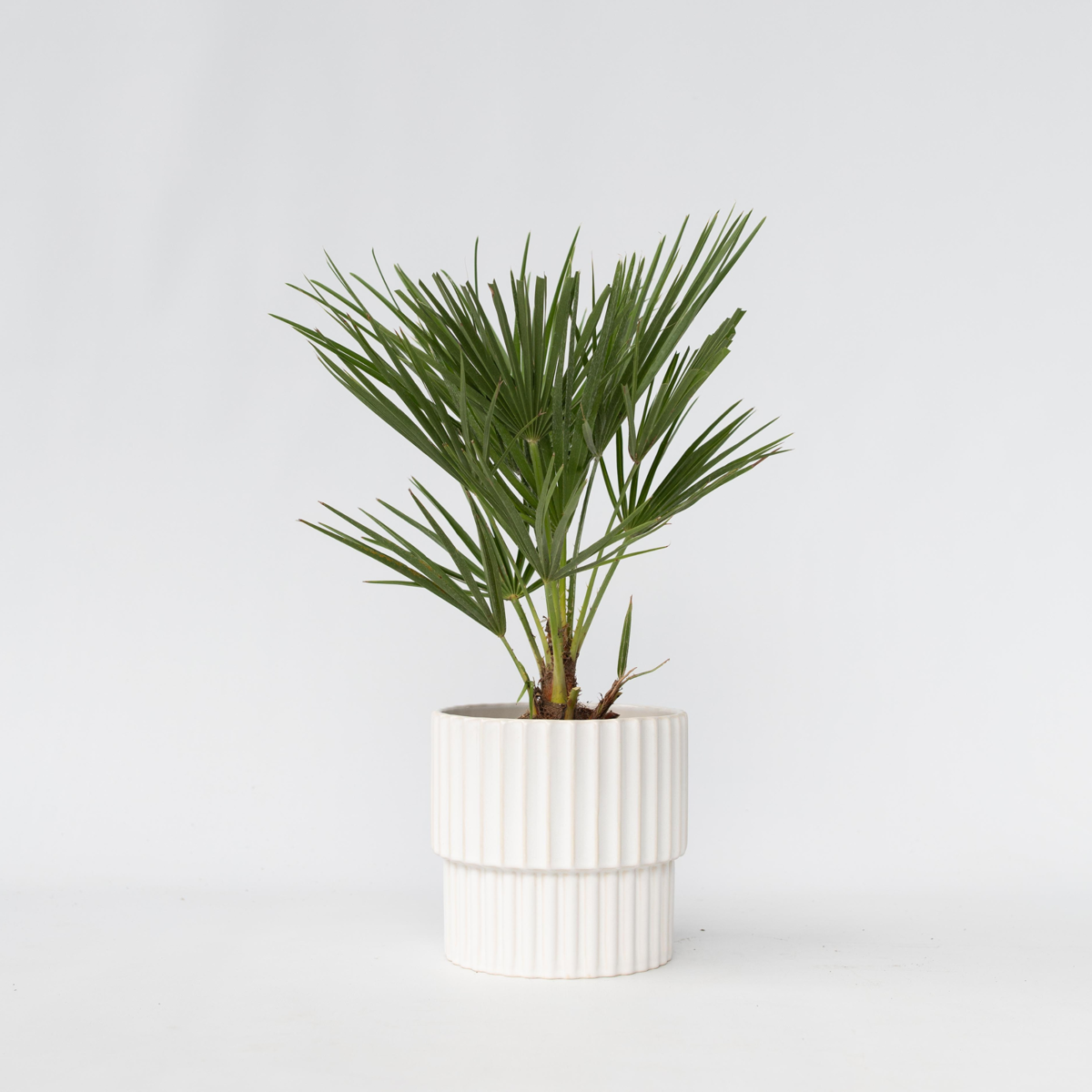 Chamaerops humilis - Europese Dwergpalm