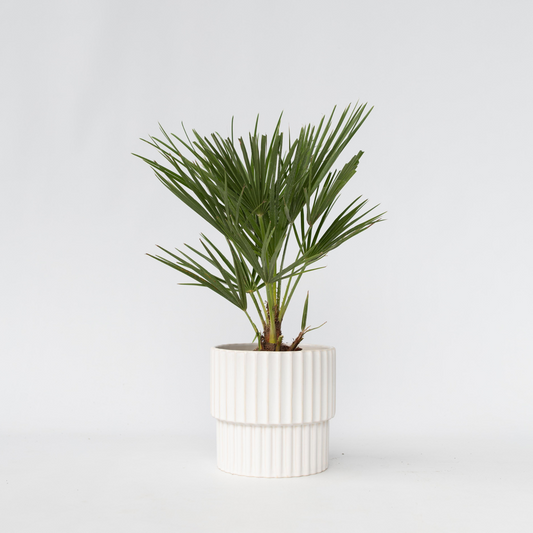 Chamaerops humilis - Europese Dwergpalm