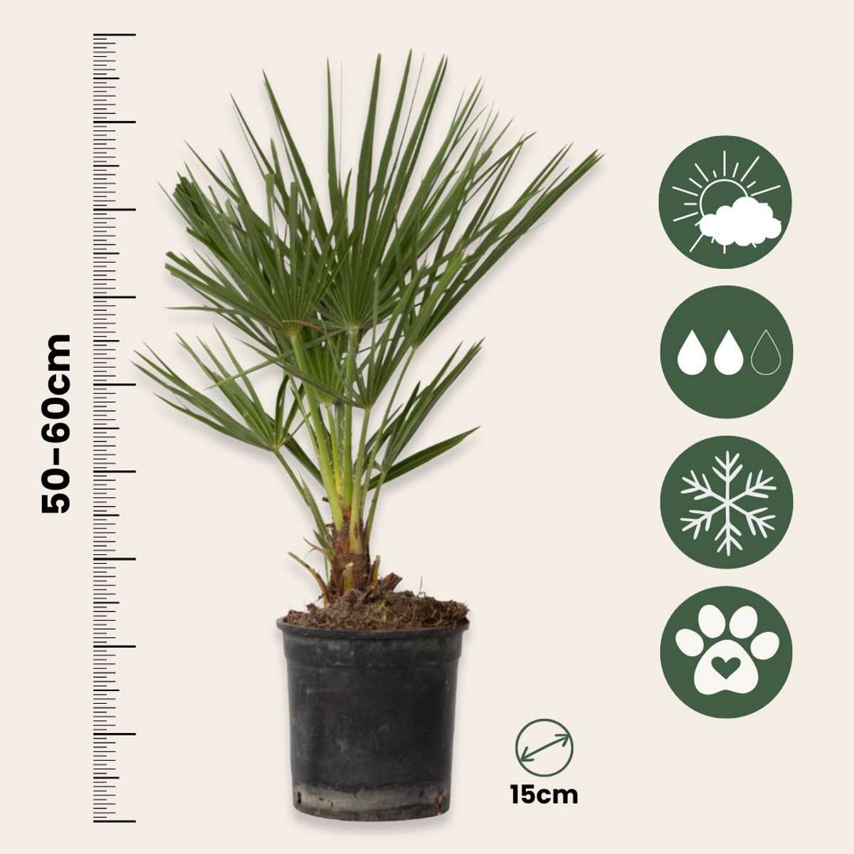 Chamaerops humilis - Europese Dwergpalm