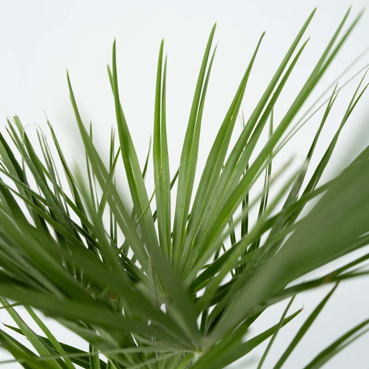 Chamaerops humilis - 2er-Set - Europäische Zwergpalme