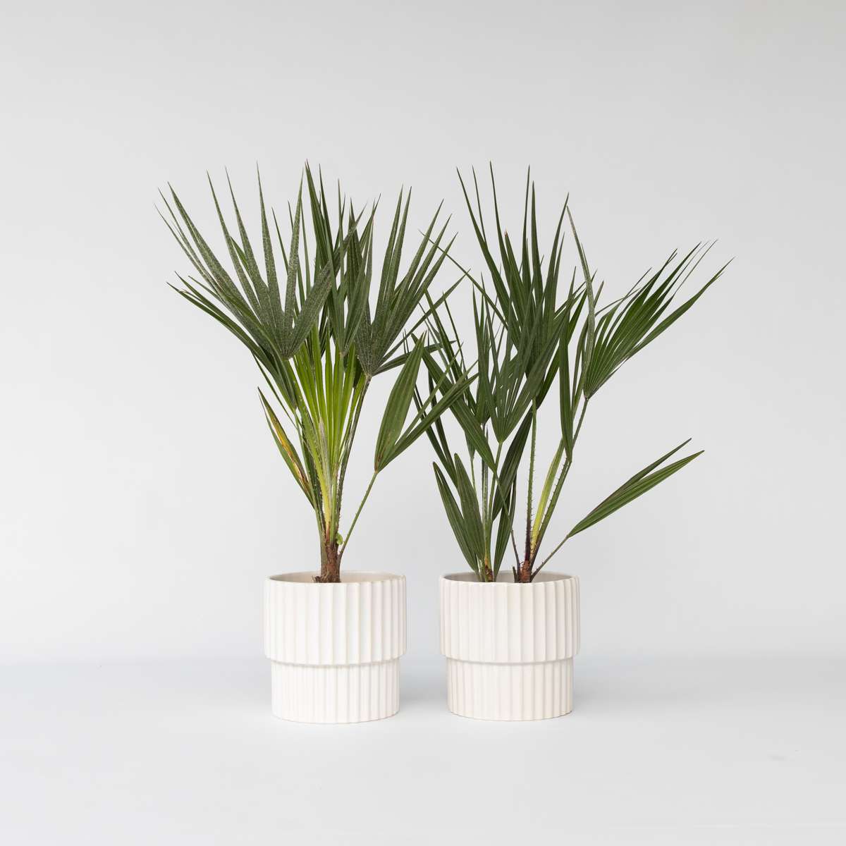 Chamaerops humilis - 2er-Set - Europäische Zwergpalme