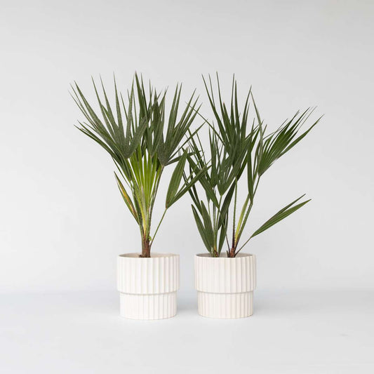 Chamaerops humilis - 2er-Set - Europäische Zwergpalme