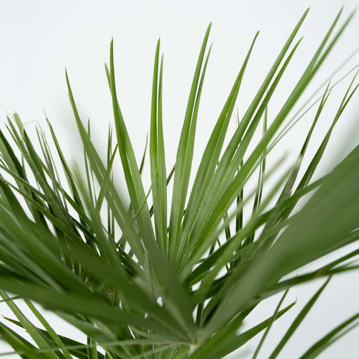 Chamaerops humilis – Einschließlich Pflanzennahrung