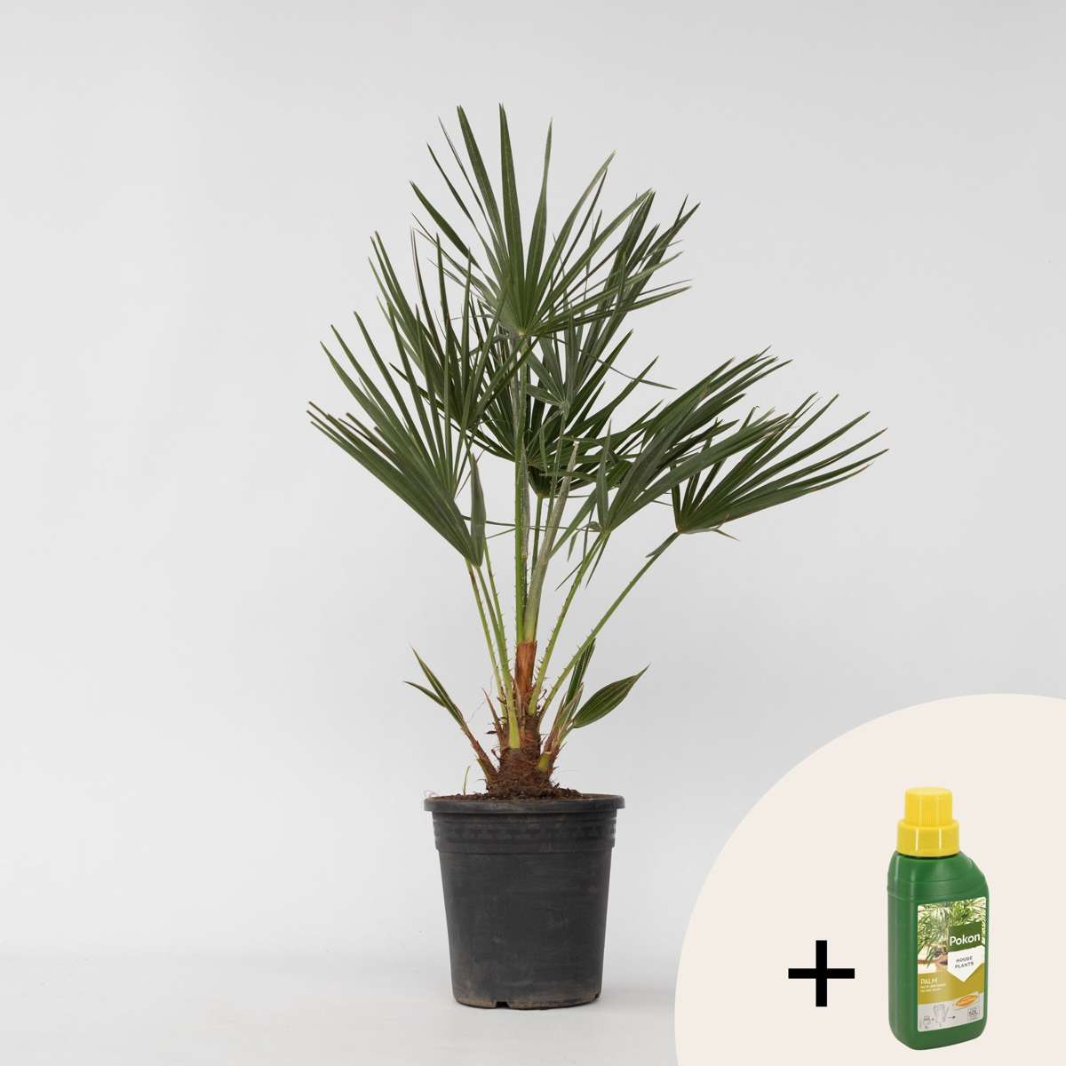 Chamaerops humilis – Einschließlich Pflanzennahrung