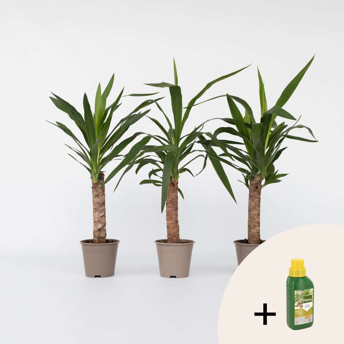 Yucca Elephantipes - 6er-Set - Inklusive Pflanzennahrung
