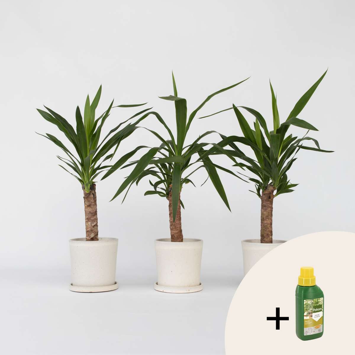 Yucca Elephantipes - 3er-Set - Inklusive Pflanzennahrung