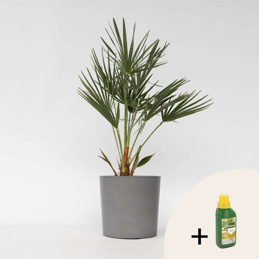 Chamaerops humilis – Einschließlich Pflanzennahrung